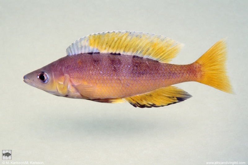 Cyprichromis sp. 'speckleback rainbow' Cape Tembwe
